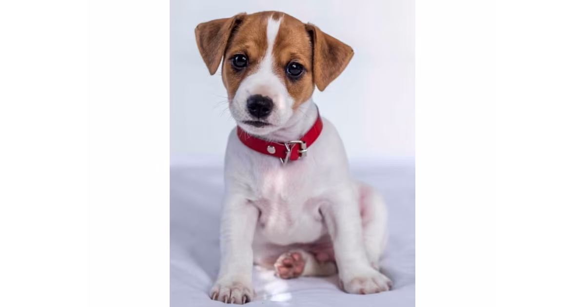 Deka mikroplyš 120 × 150 cm – Jack Russel Vrácení Zdarma