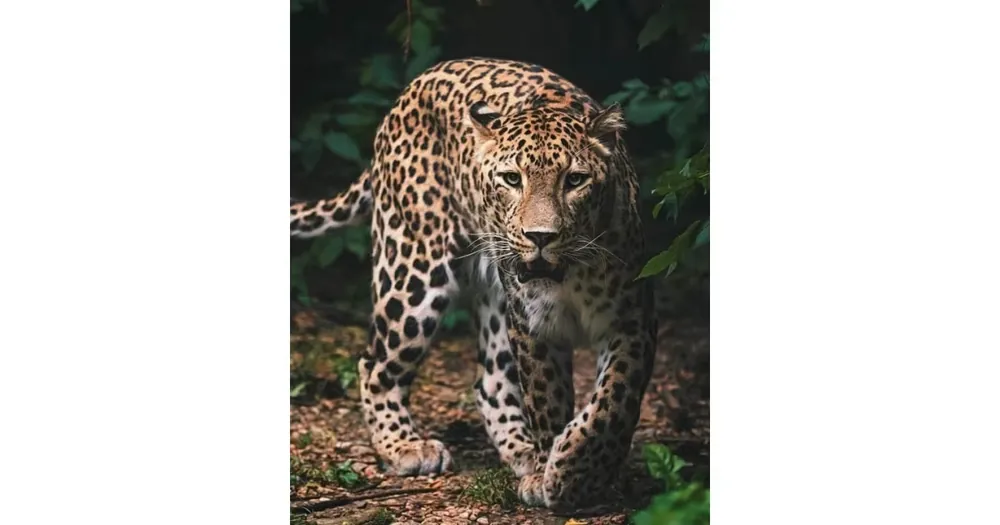 Hit Sezóny Deka mikroplyš 120 × 150 cm – Leopard green